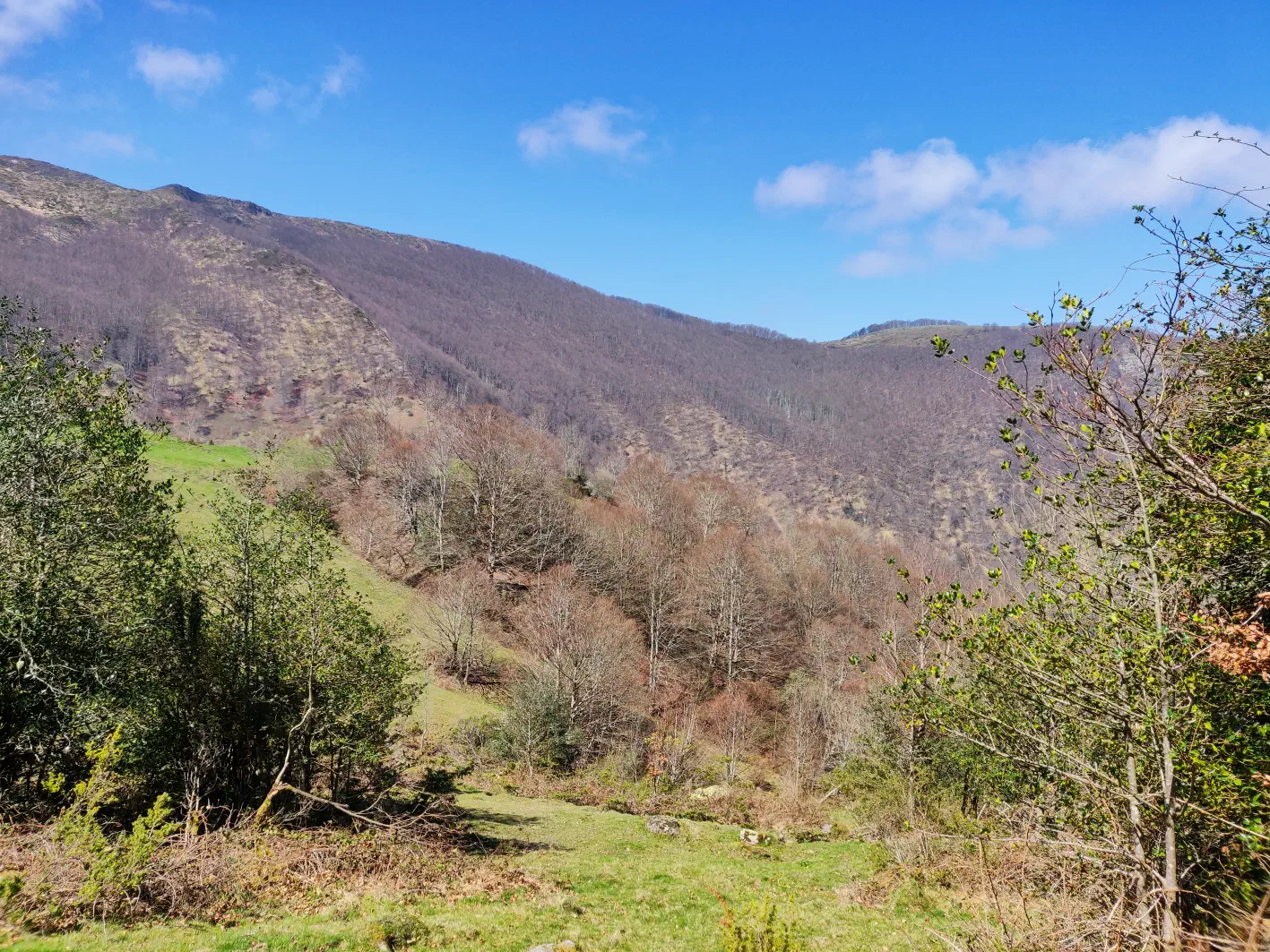 Retour sous les hêtres