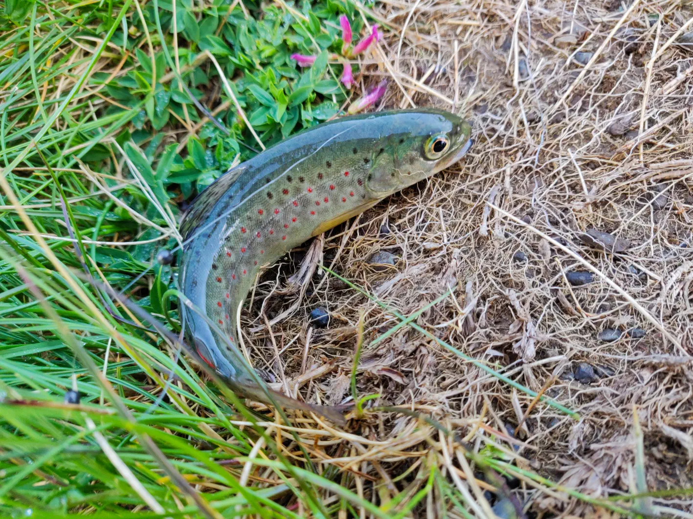 Une des prises du jour