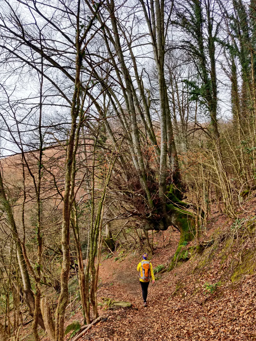 Le vieux hêtre du chemin