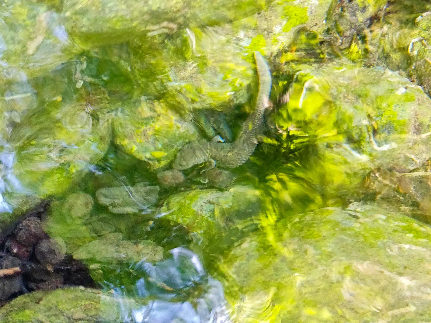 Sous la surface du ruisseau