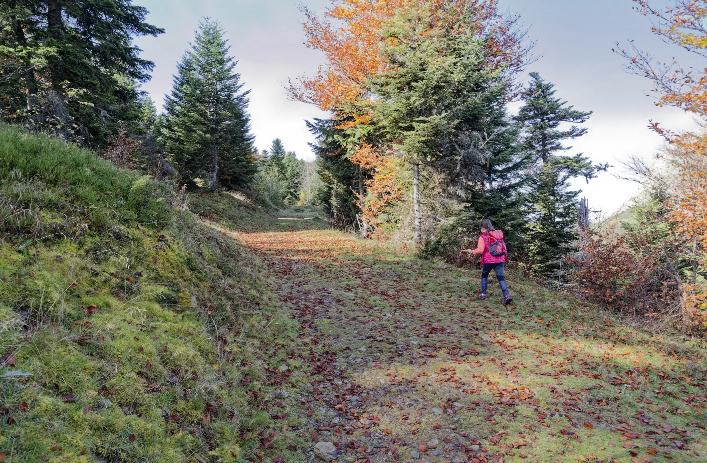 Tapis de feuilles rousses