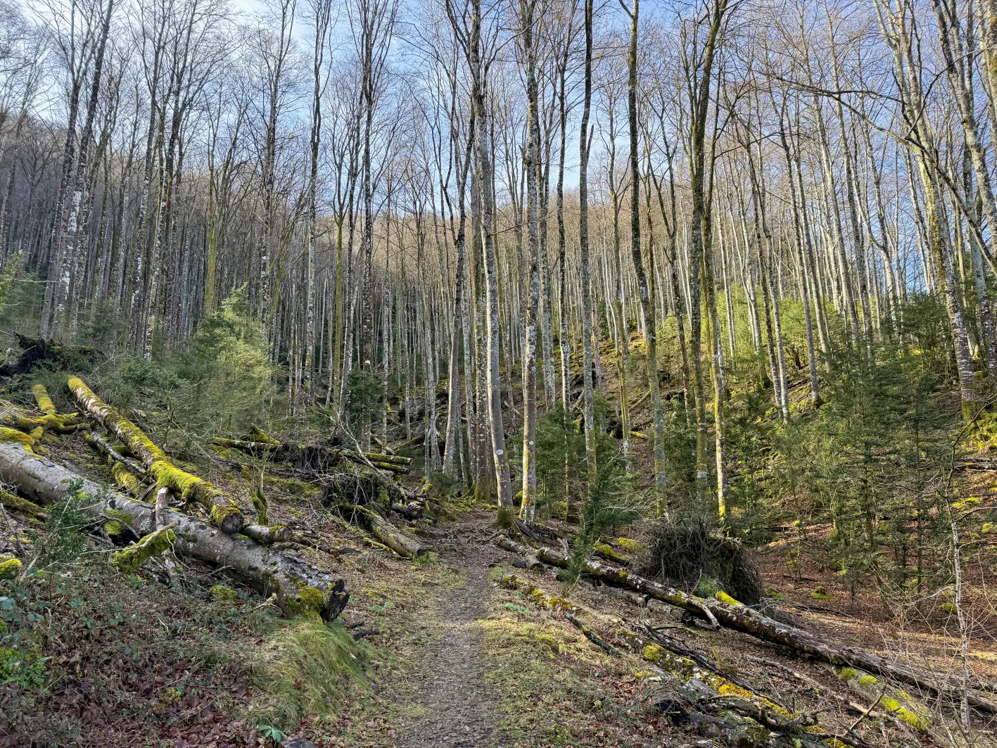 Montée dans la hêtraie