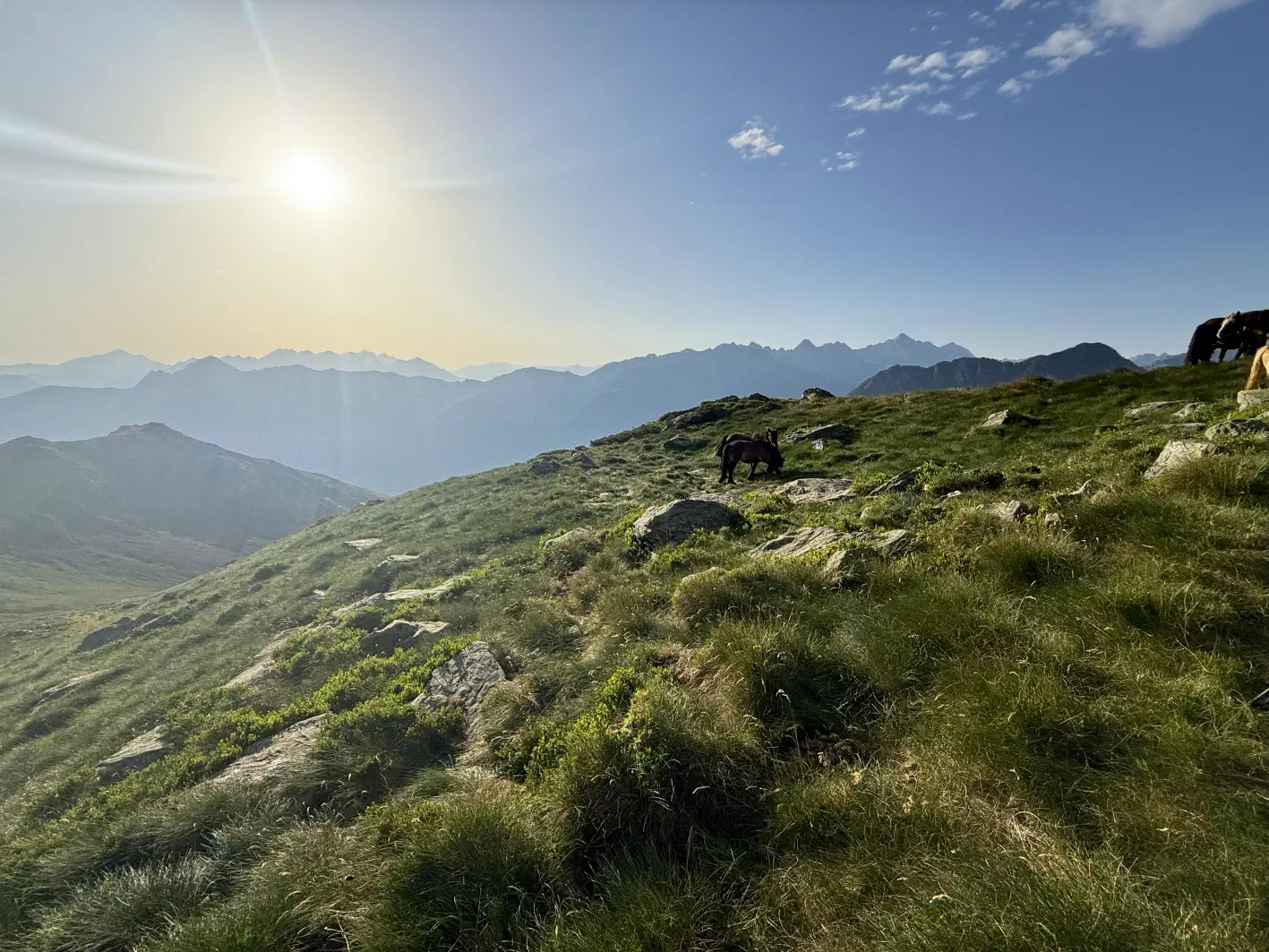 Les chevaux sur la croupe